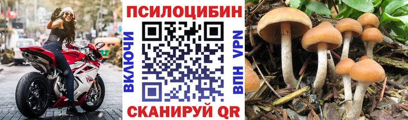 Псилоцибиновые грибы Psilocybe цены Сертолово